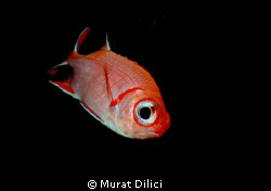 Thilla life by Murat Dilici 